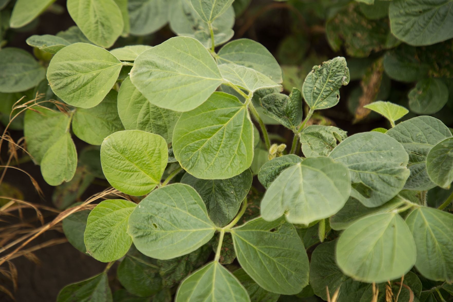 20180622_new_hansen_soybean_rs03
